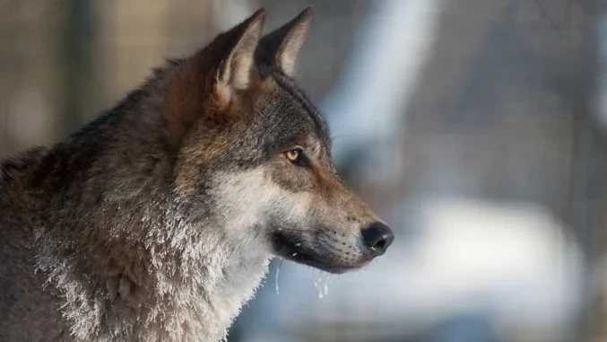 The infamous wolf! Roman uses this image every time he teaches Atmosphere. It allows him to see how a student interprets the placement of color and gives him, as a teacher, a benchmark on where the student is. Essentially, it's a teaching tool to understand how evolved the student's understanding is. It's a brilliant idea. I'm probably going to steal this idea using my own photo of choice. The Massive Voodoo Wolf is Sacred!